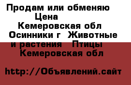 Продам или обменяю. › Цена ­ 1 000 - Кемеровская обл., Осинники г. Животные и растения » Птицы   . Кемеровская обл.